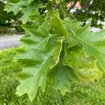 Quercus velutina Fuelha