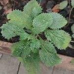 Stachytarpheta jamaicensis Leaf