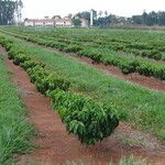 Coffea canephora Blad