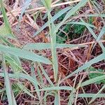 Setaria viridis Hoja