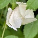 Rubus nemorosus Flower