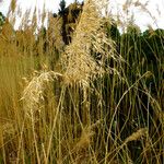 Macrochloa arenaria Fruit