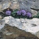 Physoplexis comosa 花