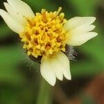 Tridax procumbens Kwiat