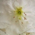 Rhododendron decorum Flor