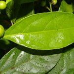 Casearia coronata 葉