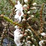 Epacris microphylla Λουλούδι