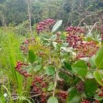 Psorospermum febrifugum Fruit