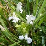 Pedicularis sylvatica Flower