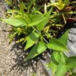 Nyctanthes arbor-tristis পাতা