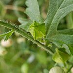 Malva alcea Máis