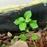 Stellaria media Blatt