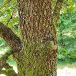 Quercus canariensis Bark