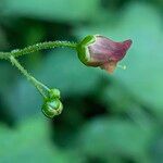 Scrophularia alpestris Flower