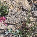 Centranthus ruber फूल