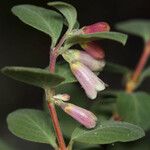 Symphoricarpos rotundifolius Flor