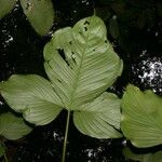 Philodendron rothschuhianum Blatt