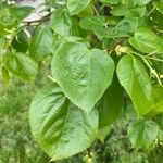 Tilia × euchlora Leaf