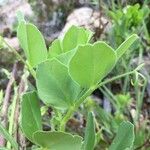 Vicia johannis Blatt