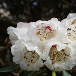 Rhododendron arizelum Flower