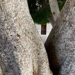 Ficus microcarpa Bark
