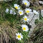 Leucanthemopsis alpina 花