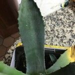 Agave asperrima Leaf