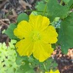 Luffa aegyptiaca Flower