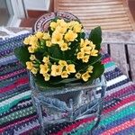 Kalanchoe blossfeldiana عادت