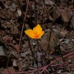 Eschscholzia lobbii Hàbitat