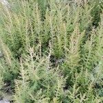 Erica arborea Alkat (teljes növény)