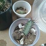 Euphorbia greenwayi Hoja