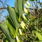 Polygonatum odoratumFlor