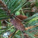 Pinus contorta फल