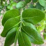 Acokanthera schimperi Blatt