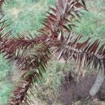 Araucaria angustifolia Hoja