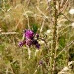 Cirsium palustre Flower