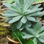 Saxifraga hostii Likasa