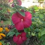 Hibiscus palustris Flor