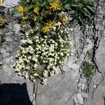 Galium megalospermum Flower
