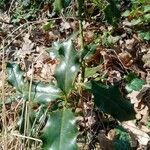 Ilex aquifolium Leaf