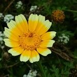 Glebionis coronaria 花