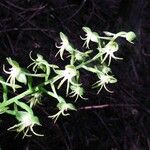 Habenaria sigillum Flower