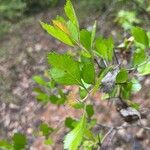 Crataegus uniflora Hoja