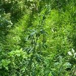 Artemisia biennis Leaf