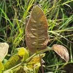 Combretum molle Leaf