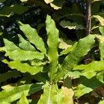 Macadamia tetraphylla Leaf