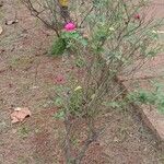 Rosa × damascena Alkat (teljes növény)