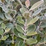 Feijoa sellowiana Leaf