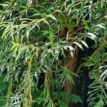Salix viminalis Hoja